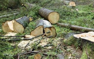انتقام از سیلاب با قطع «درختان ممنوع‌القطع» در حاشیه رودخانه تلار