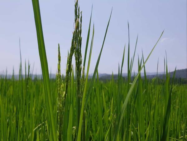 ظهور نخستین خوشه‌های برنج در شالیزار‌های سوادکوه شمالی