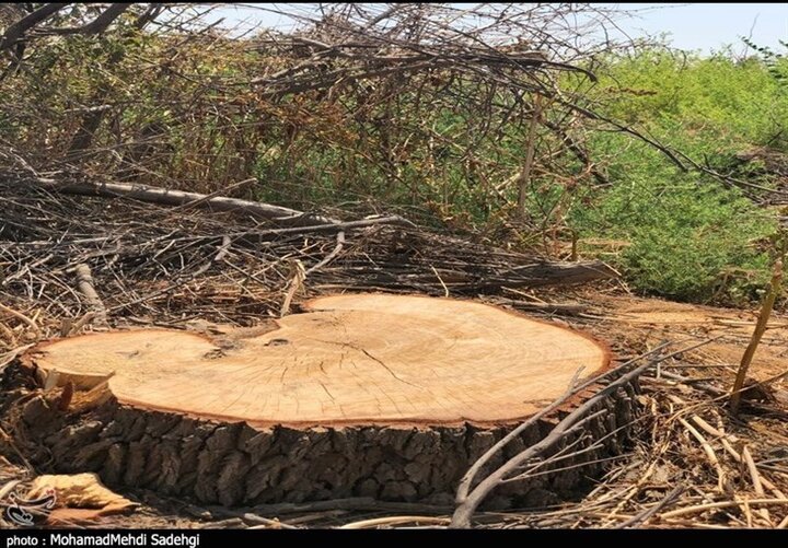 ببینید | فاجعه در جنگل بهشهر با قطع ۷۰ درخت توسکا